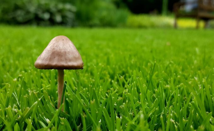 lawn and mushrooms