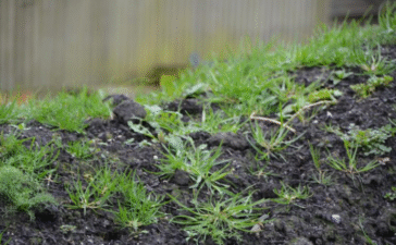lawn soil