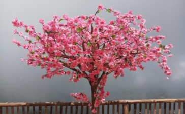 tree with pink flowers