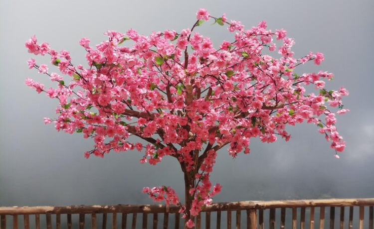 tree with pink flowers